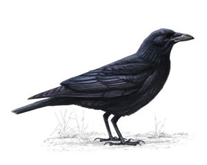 carrioncrow_300_tcm9-139740_v1