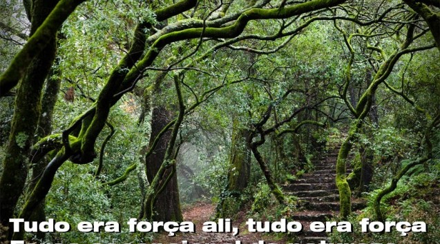urlhttp3.bp_.blogspot.com-q2Qj-iAq1RcVQ39FqUnWdIAAAAAAAAGX0NNMv4c86fSMs1600floresta1